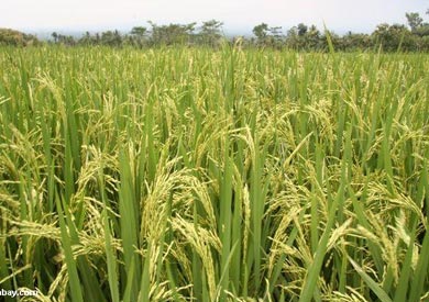 الارز - ارشيفية